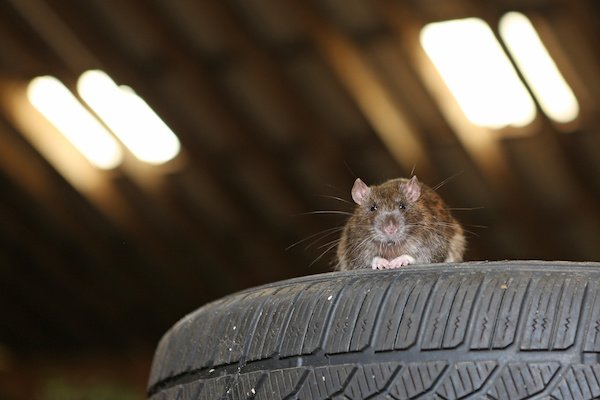 A rat that has snuck into a garage by finding a hole in the weather stripping